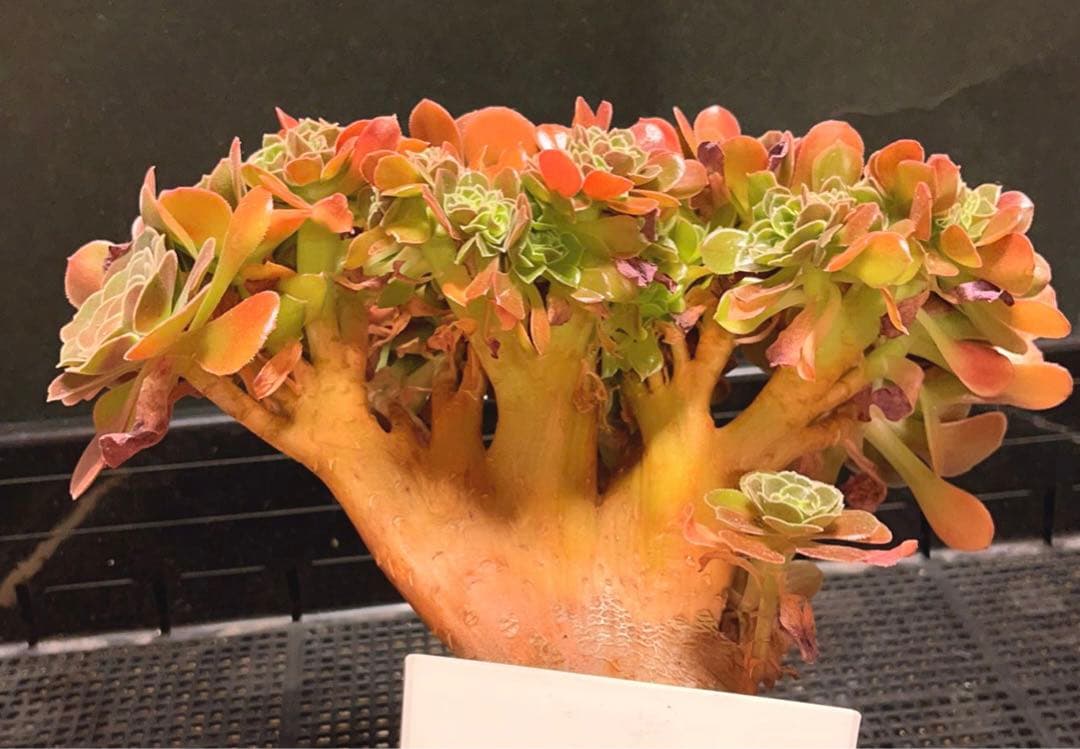 30#多肉植物アエオニウム❤️サラダボールセッカ❤️玫瑰法师缀化❤️22cm拔き苗