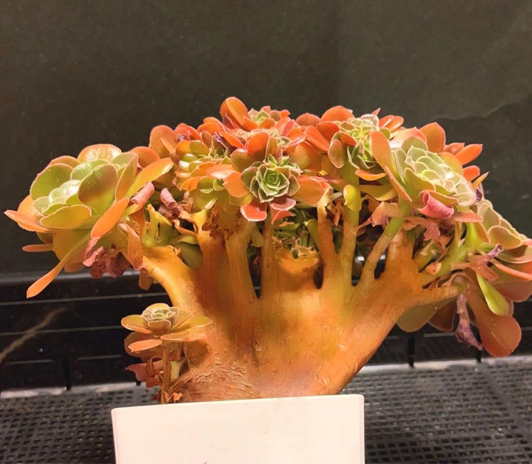 30#多肉植物アエオニウム❤️サラダボールセッカ❤️玫瑰法师缀化❤️22cm拔き苗