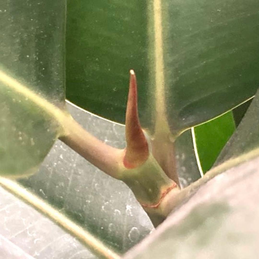 フィカス　バーガンディ③苗木　大株‼️幹太‼️約77㎝　7号　メルカリ便※鉢ごと発送