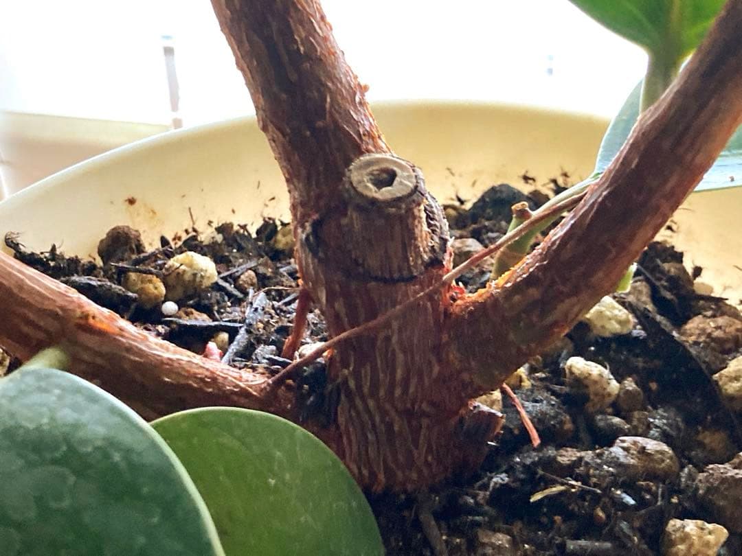 フィカス　バーガンディ③苗木　大株‼️幹太‼️約77㎝　7号　メルカリ便※鉢ごと発送