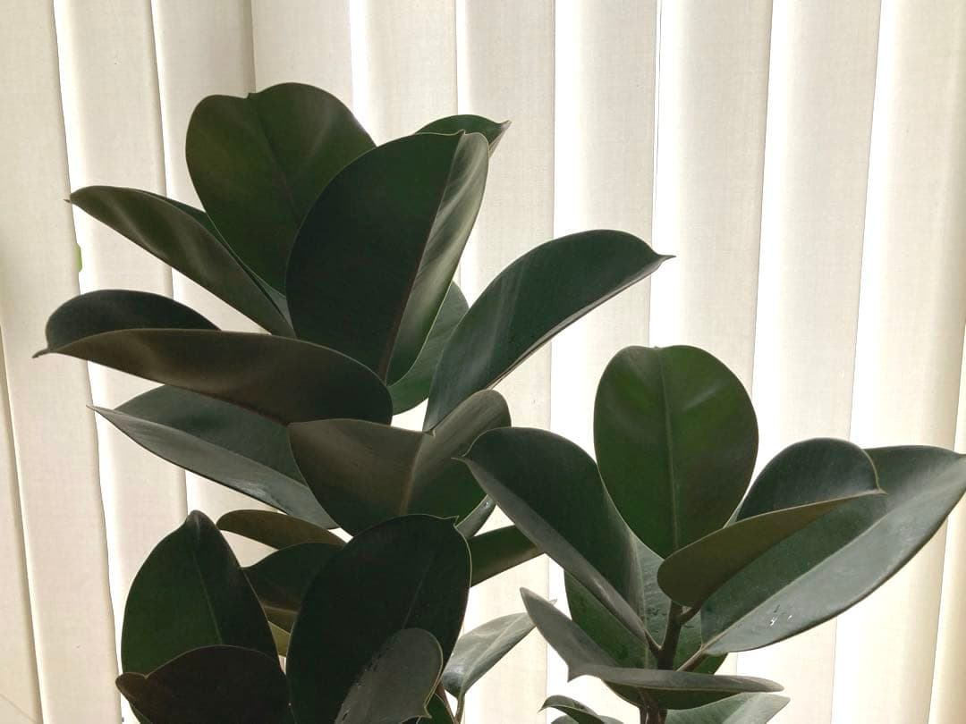 フィカス　バーガンディ③苗木　大株‼️幹太‼️約77㎝　7号　メルカリ便※鉢ごと発送