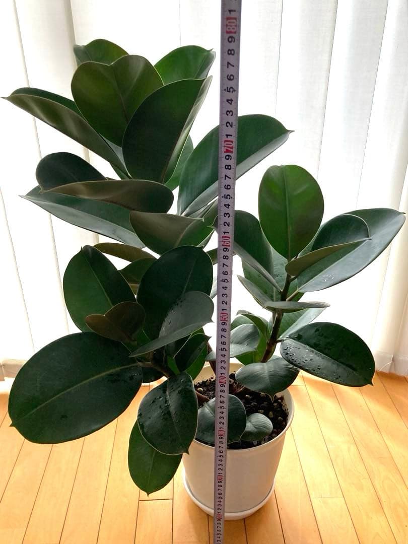 フィカス　バーガンディ③苗木　大株‼️幹太‼️約77㎝　7号　メルカリ便※鉢ごと発送