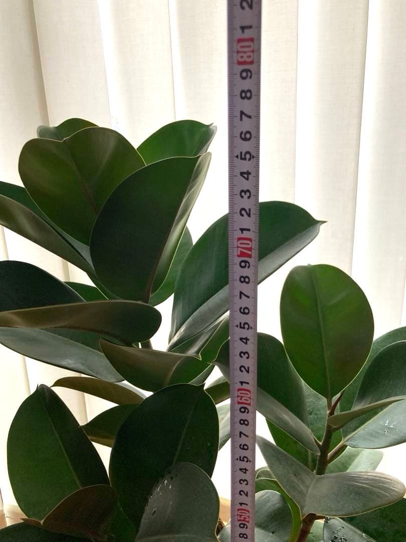 フィカス　バーガンディ③苗木　大株‼️幹太‼️約77㎝　7号　メルカリ便※鉢ごと発送