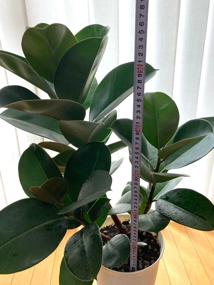フィカス　バーガンディ③苗木　大株‼️幹太‼️約77㎝　7号　メルカリ便※鉢ごと発送