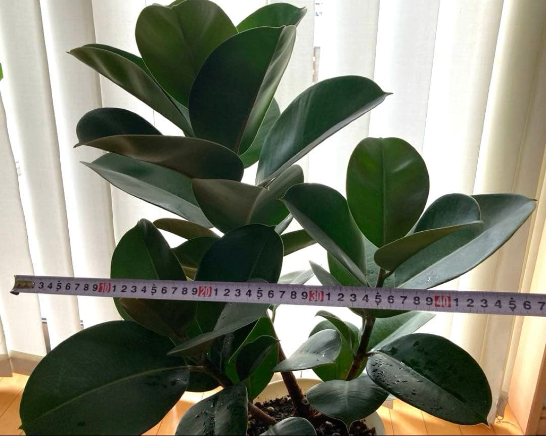 フィカス　バーガンディ③苗木　大株‼️幹太‼️約77㎝　7号　メルカリ便※鉢ごと発送