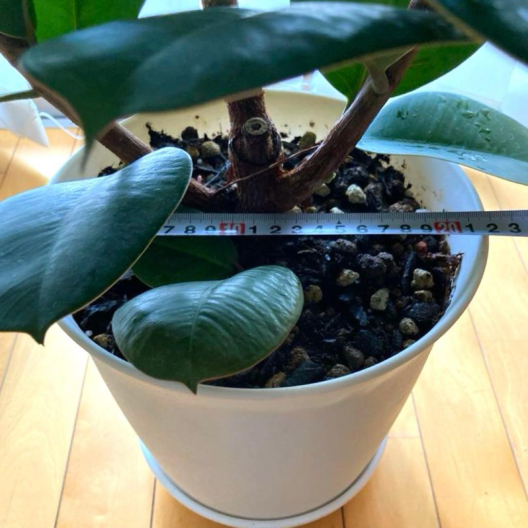 フィカス　バーガンディ③苗木　大株‼️幹太‼️約77㎝　7号　メルカリ便※鉢ごと発送