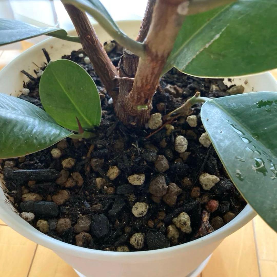 フィカス　バーガンディ③苗木　大株‼️幹太‼️約77㎝　7号　メルカリ便※鉢ごと発送