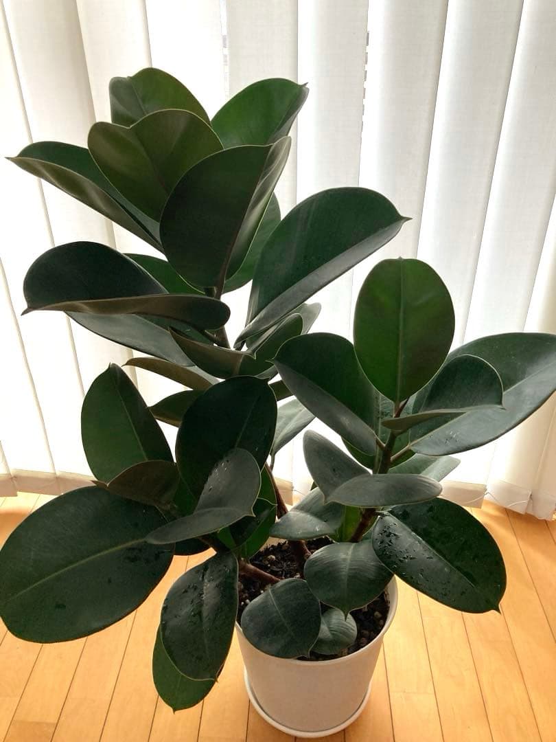 フィカス　バーガンディ③苗木　大株‼️幹太‼️約77㎝　7号　メルカリ便※鉢ごと発送