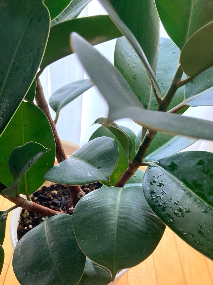 フィカス　バーガンディ③苗木　大株‼️幹太‼️約77㎝　7号　メルカリ便※鉢ごと発送