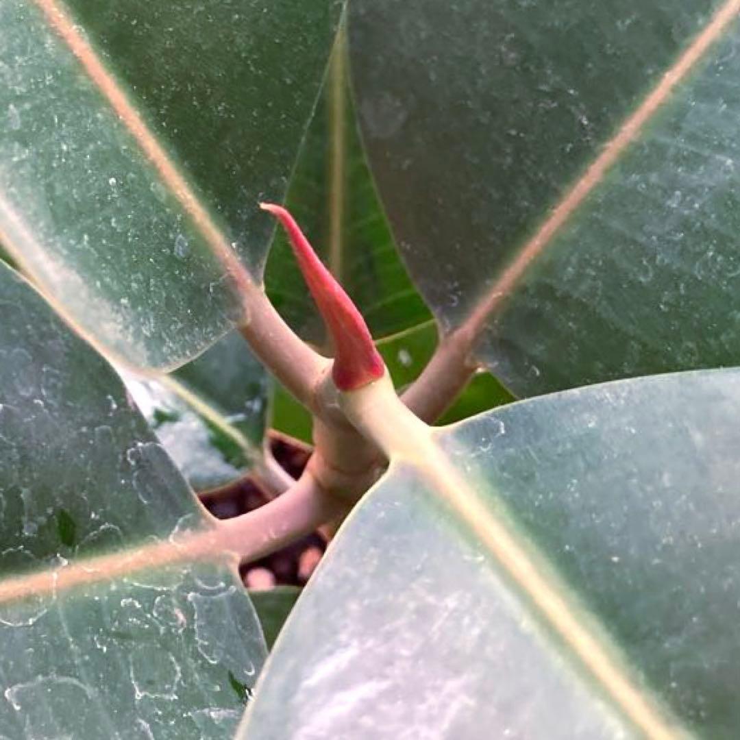 フィカス　バーガンディ③苗木　大株‼️幹太‼️約77㎝　7号　メルカリ便※鉢ごと発送