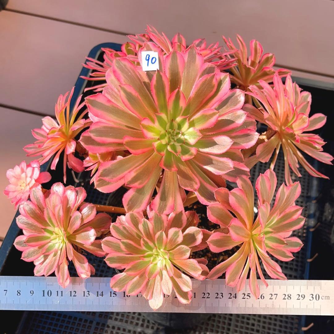 90#多肉植物アエオニウム錦❤️ かぐや ❤️1大頭12小頭27cm拔き苗