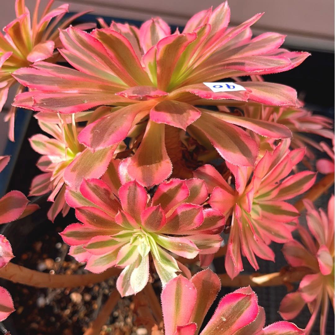 90#多肉植物アエオニウム錦❤️ かぐや ❤️1大頭12小頭27cm拔き苗
