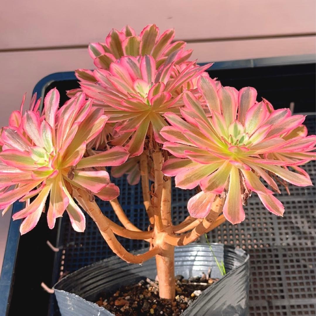 90#多肉植物アエオニウム錦❤️ かぐや ❤️1大頭12小頭27cm拔き苗