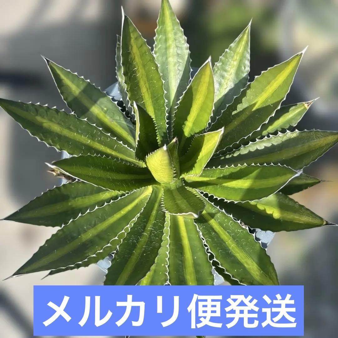 アガベ　ケルチョベイ　特大