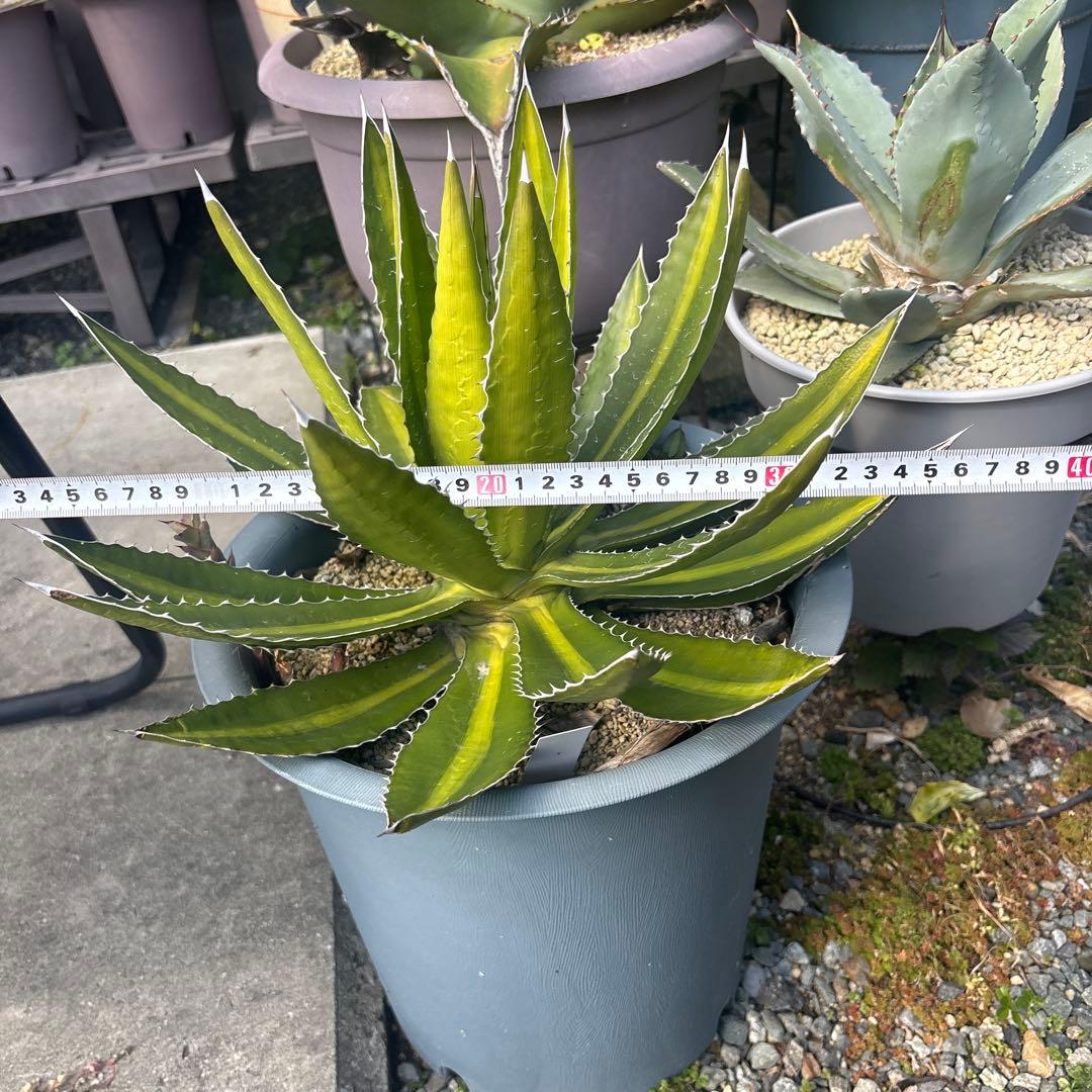 アガベ　ケルチョベイ　特大