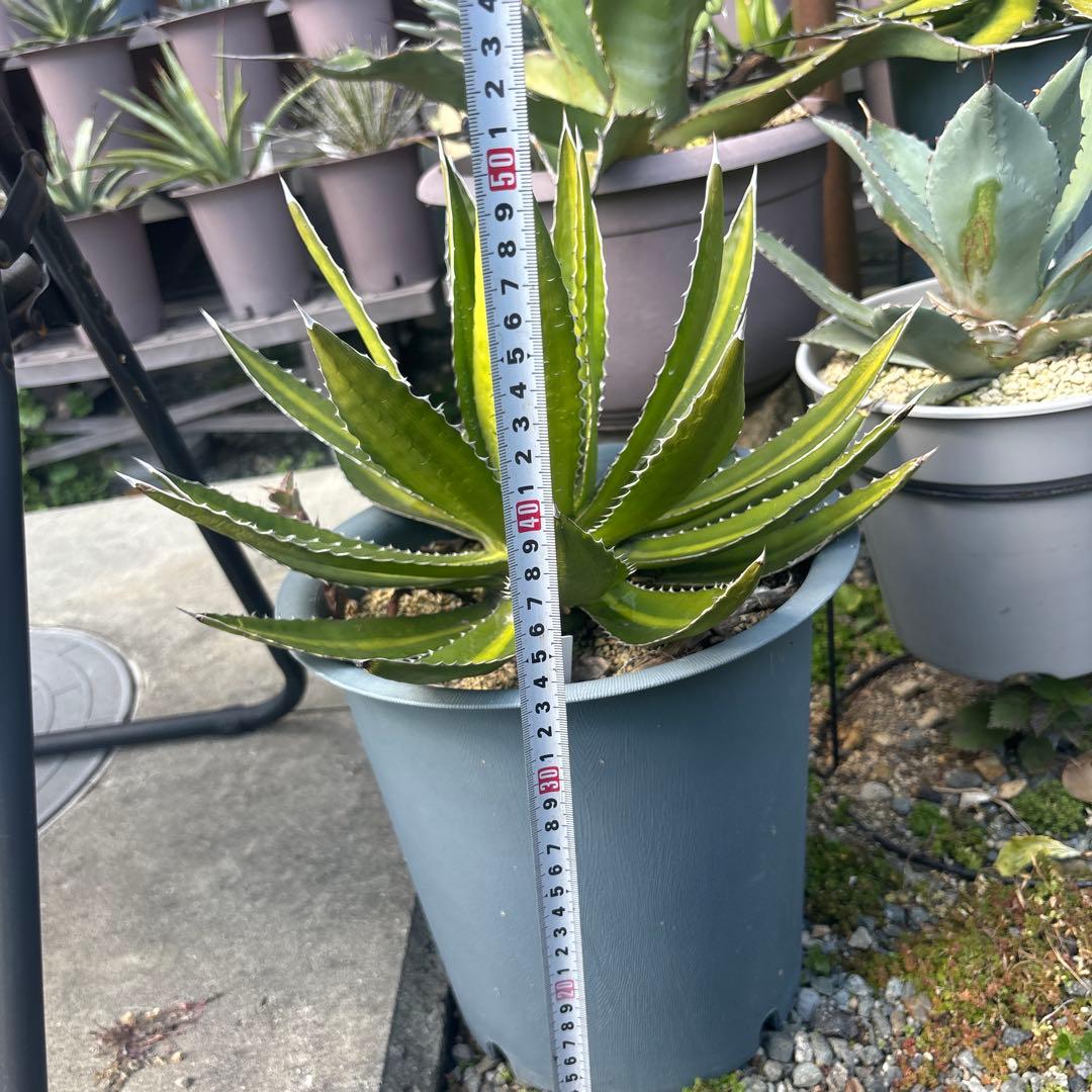 アガベ　ケルチョベイ　特大