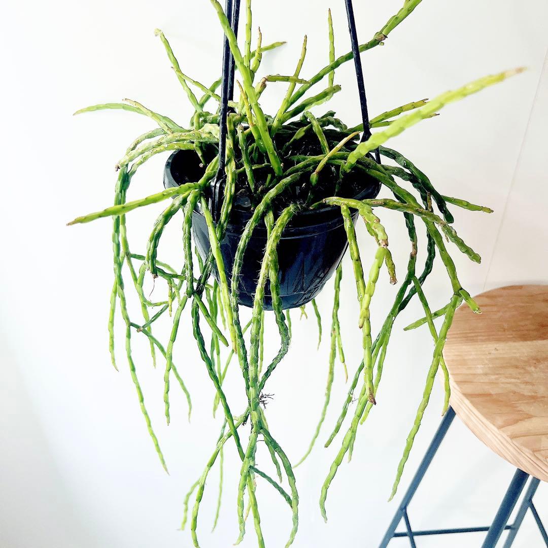 《希少》リプサリス パラドクサ ロングサイズ 5号鉢観葉植物 吊り下げ