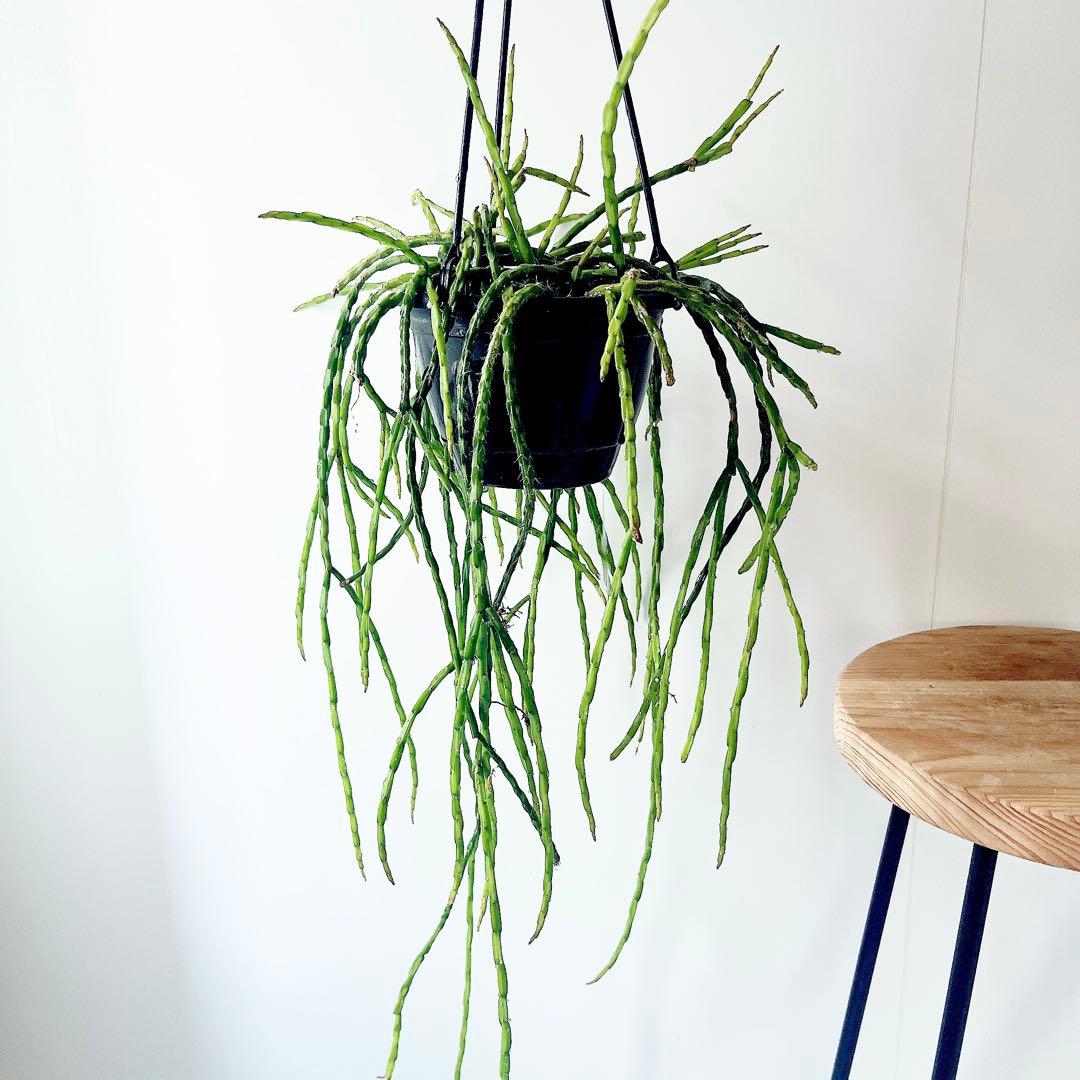 《希少》リプサリス パラドクサ ロングサイズ 5号鉢観葉植物 吊り下げ