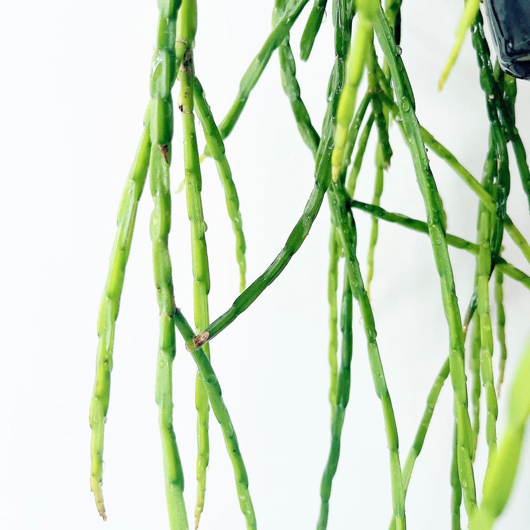 《希少》リプサリス パラドクサ ロングサイズ 5号鉢観葉植物 吊り下げ