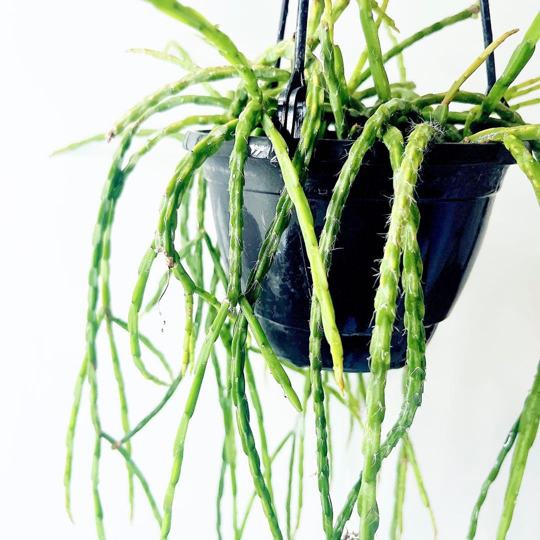 《希少》リプサリス パラドクサ ロングサイズ 5号鉢観葉植物 吊り下げ
