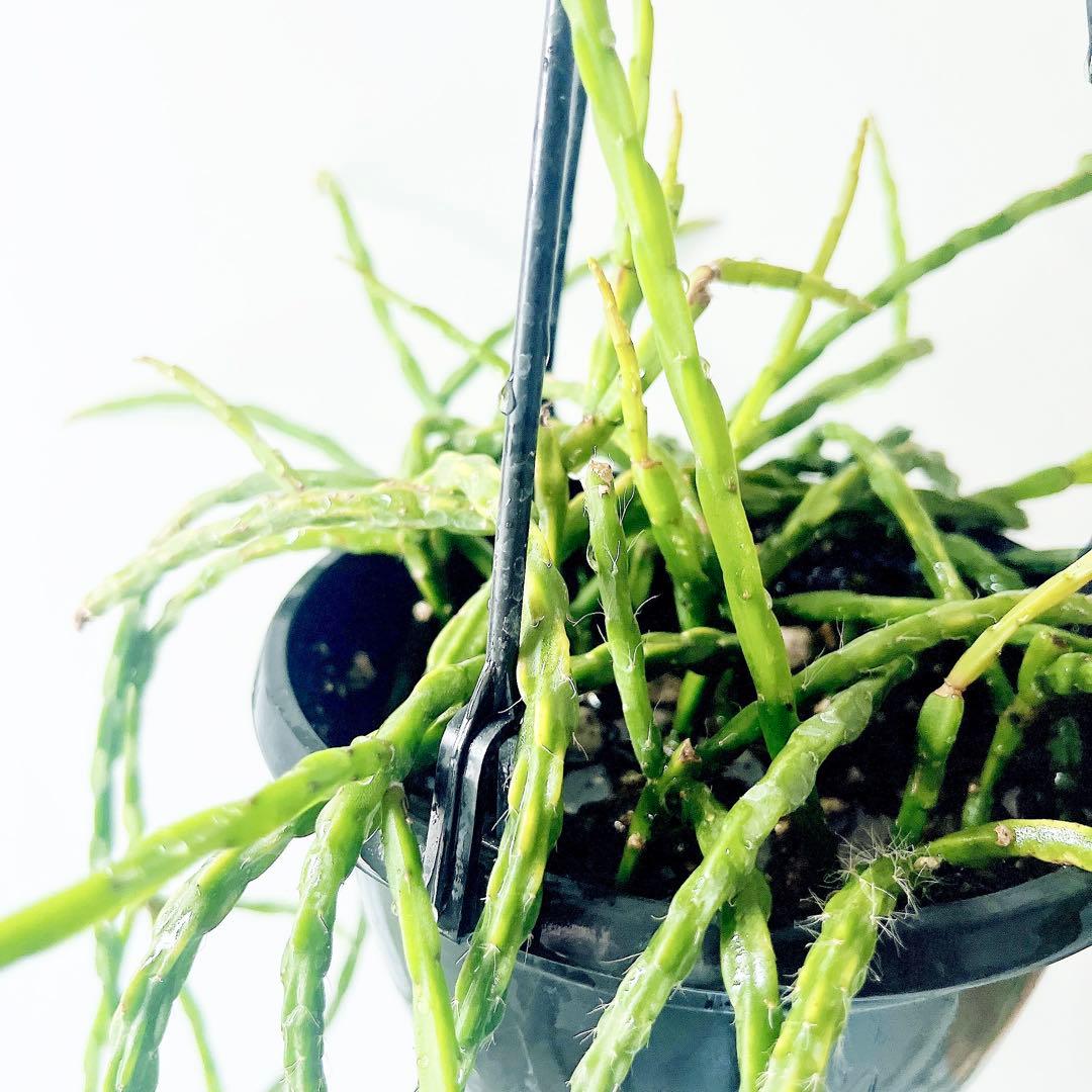 《希少》リプサリス パラドクサ ロングサイズ 5号鉢観葉植物 吊り下げ