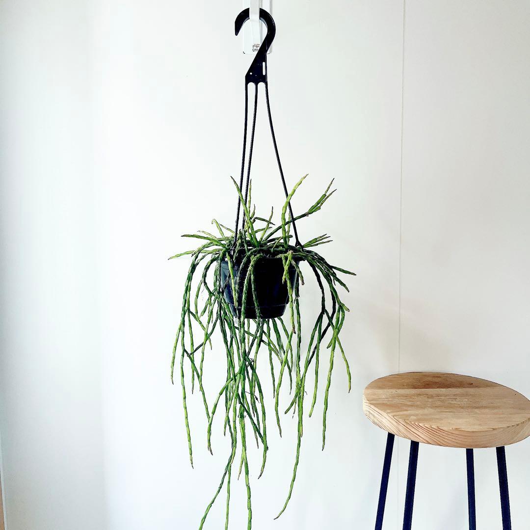 《希少》リプサリス パラドクサ ロングサイズ 5号鉢観葉植物 吊り下げ