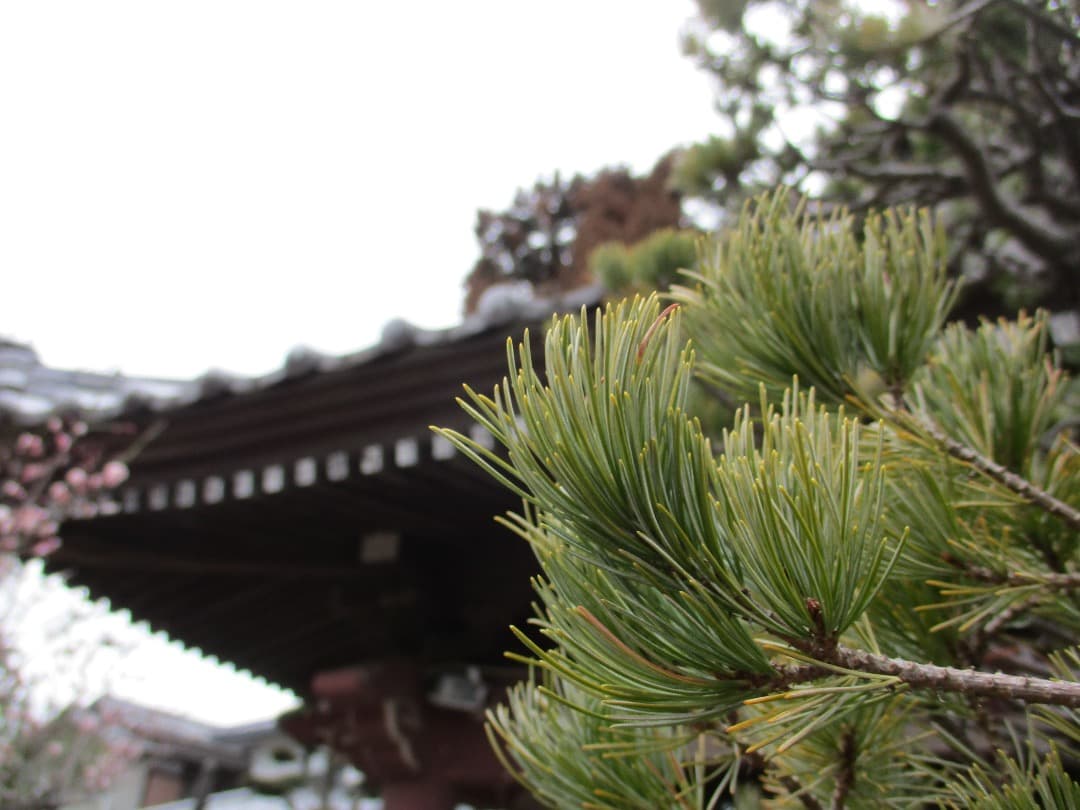 追加あり⭕️美品【動作確認済】Canon IXY 200 PC2333 デジカメ