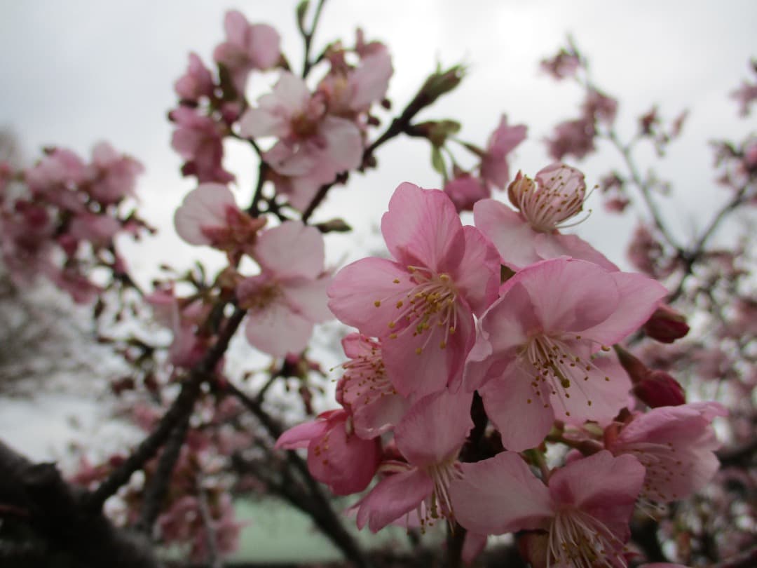 追加あり⭕️美品【動作確認済】Canon IXY 200 PC2333 デジカメ