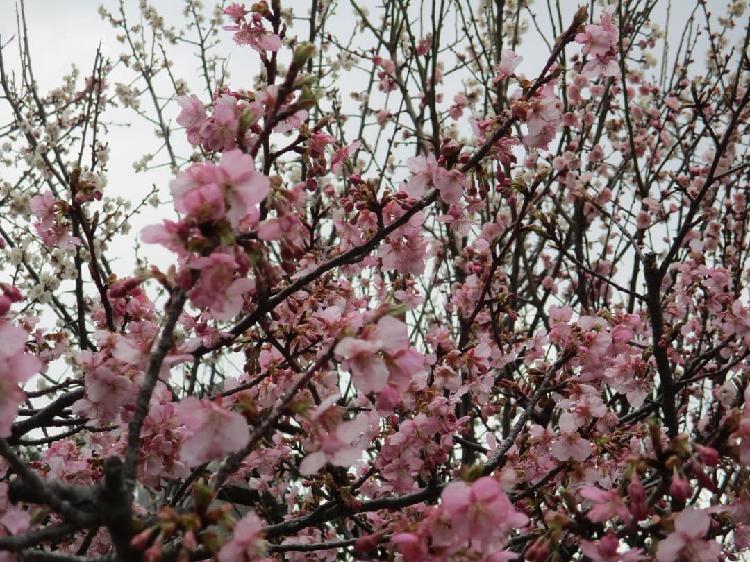 追加あり⭕️美品【動作確認済】Canon IXY 200 PC2333 デジカメ