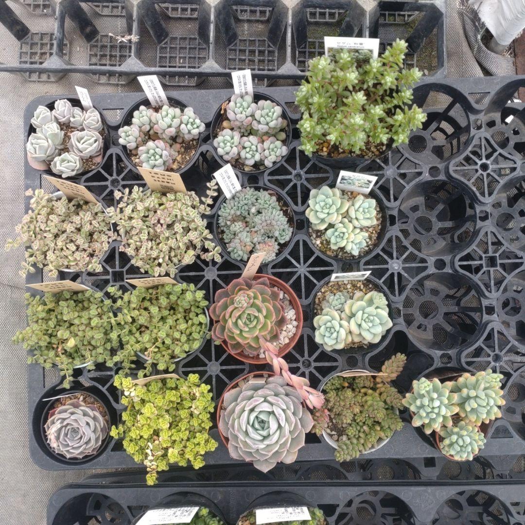 追加検討中 kiraさん専用