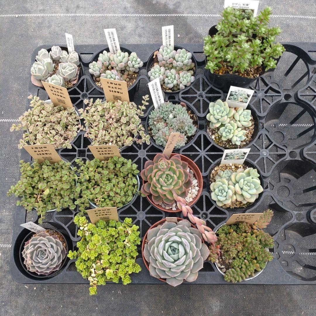 追加検討中 kiraさん専用