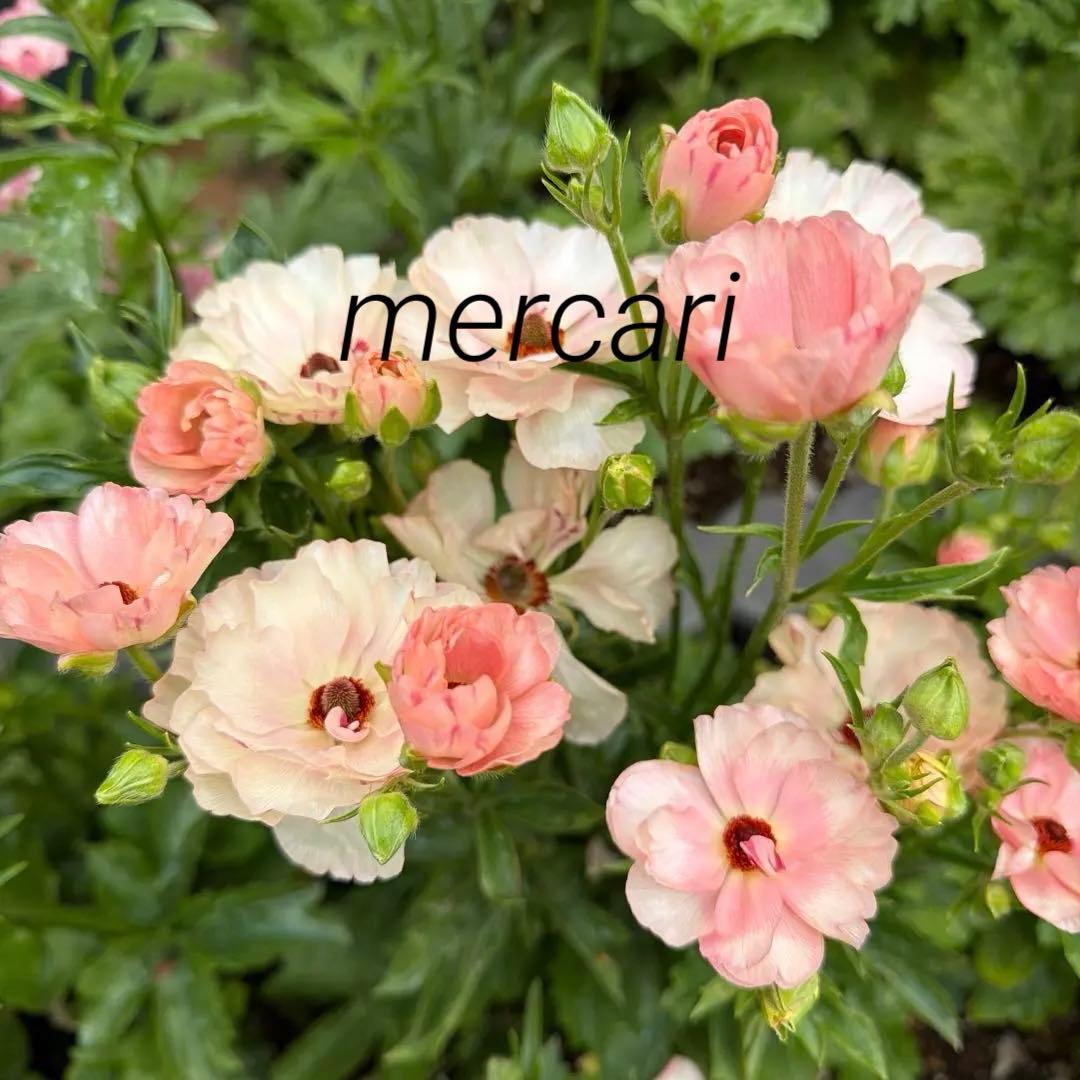 ラナンキュラスラックス、日向ラックス、リーブラ、正規品、ラベル付き