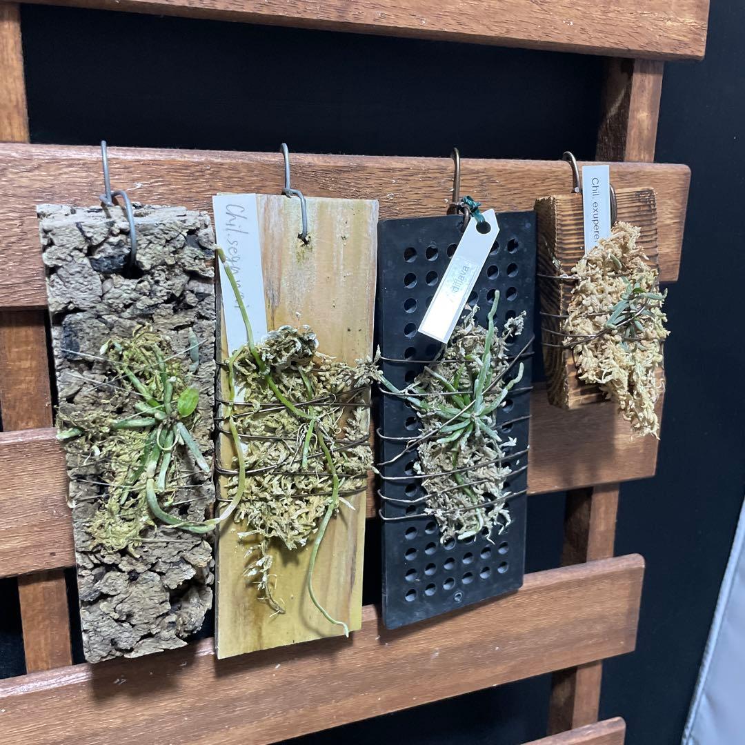 キロスキスタ　原種　４株セット　年末の株整理出品　chilo 洋蘭