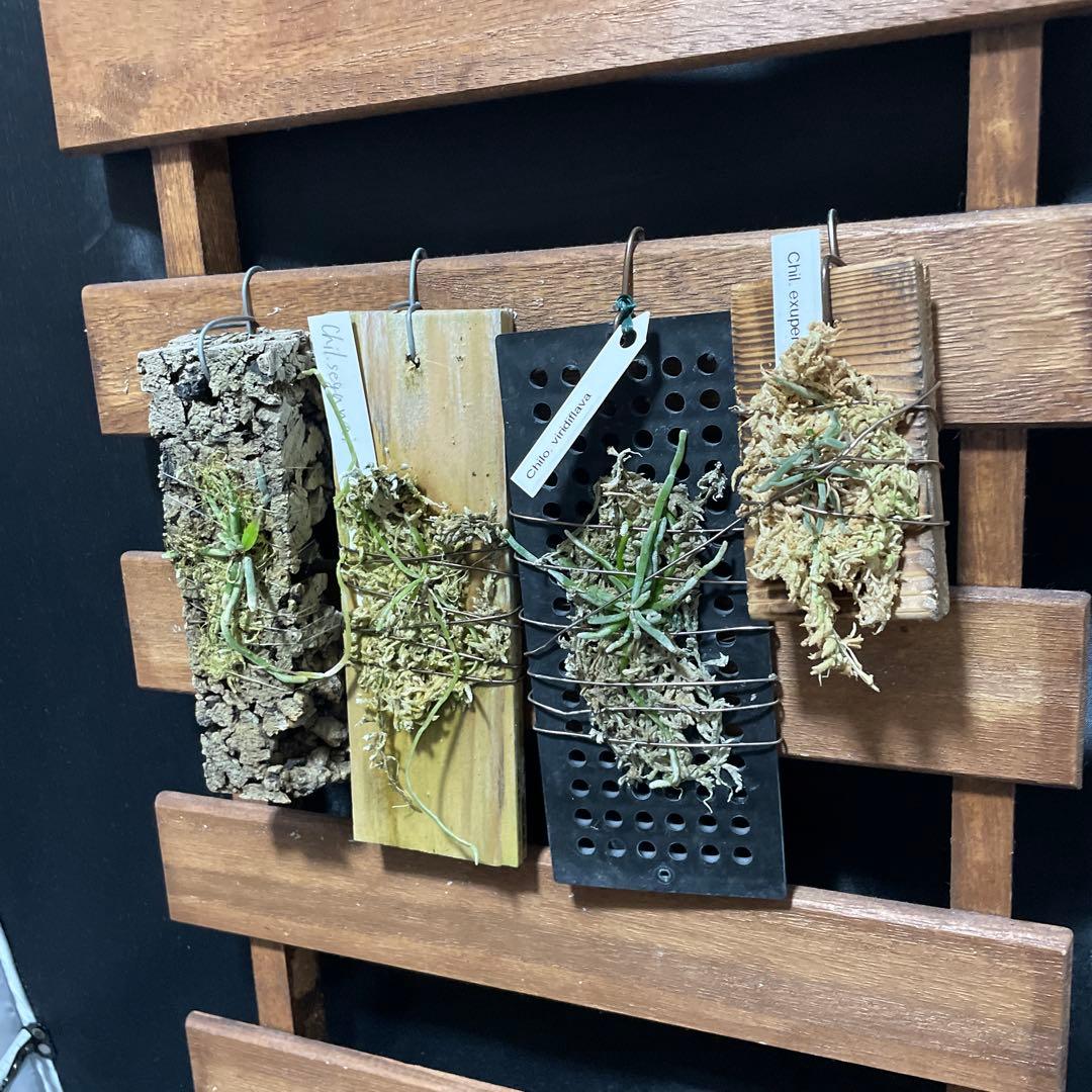 キロスキスタ　原種　４株セット　年末の株整理出品　chilo 洋蘭