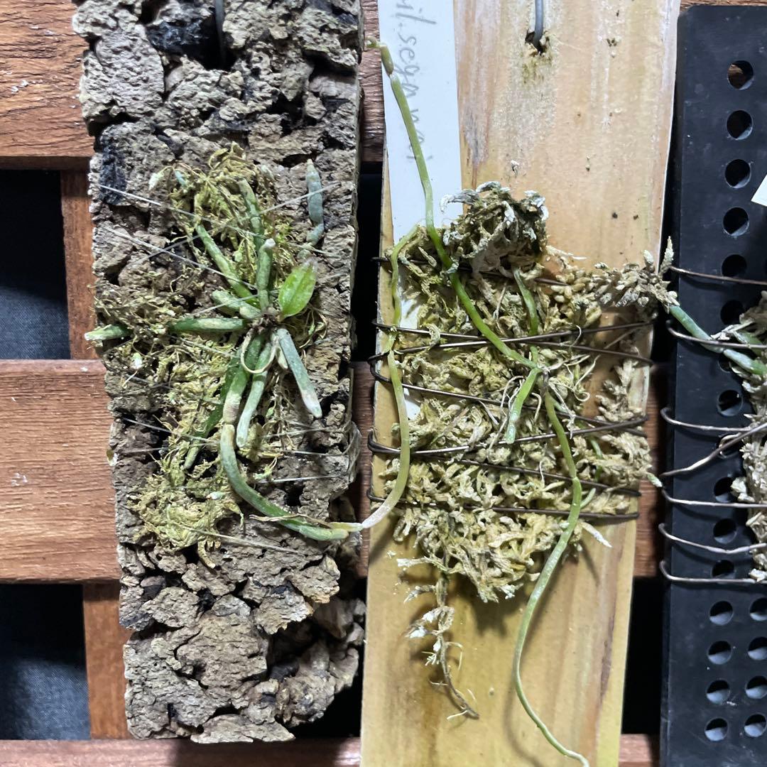 キロスキスタ　原種　４株セット　年末の株整理出品　chilo 洋蘭