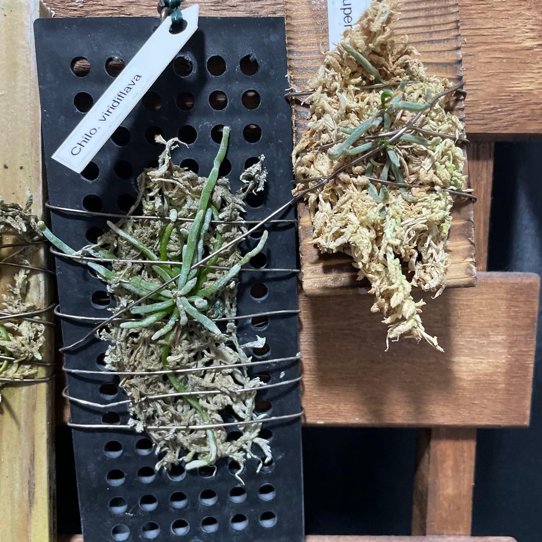 キロスキスタ　原種　４株セット　年末の株整理出品　chilo 洋蘭