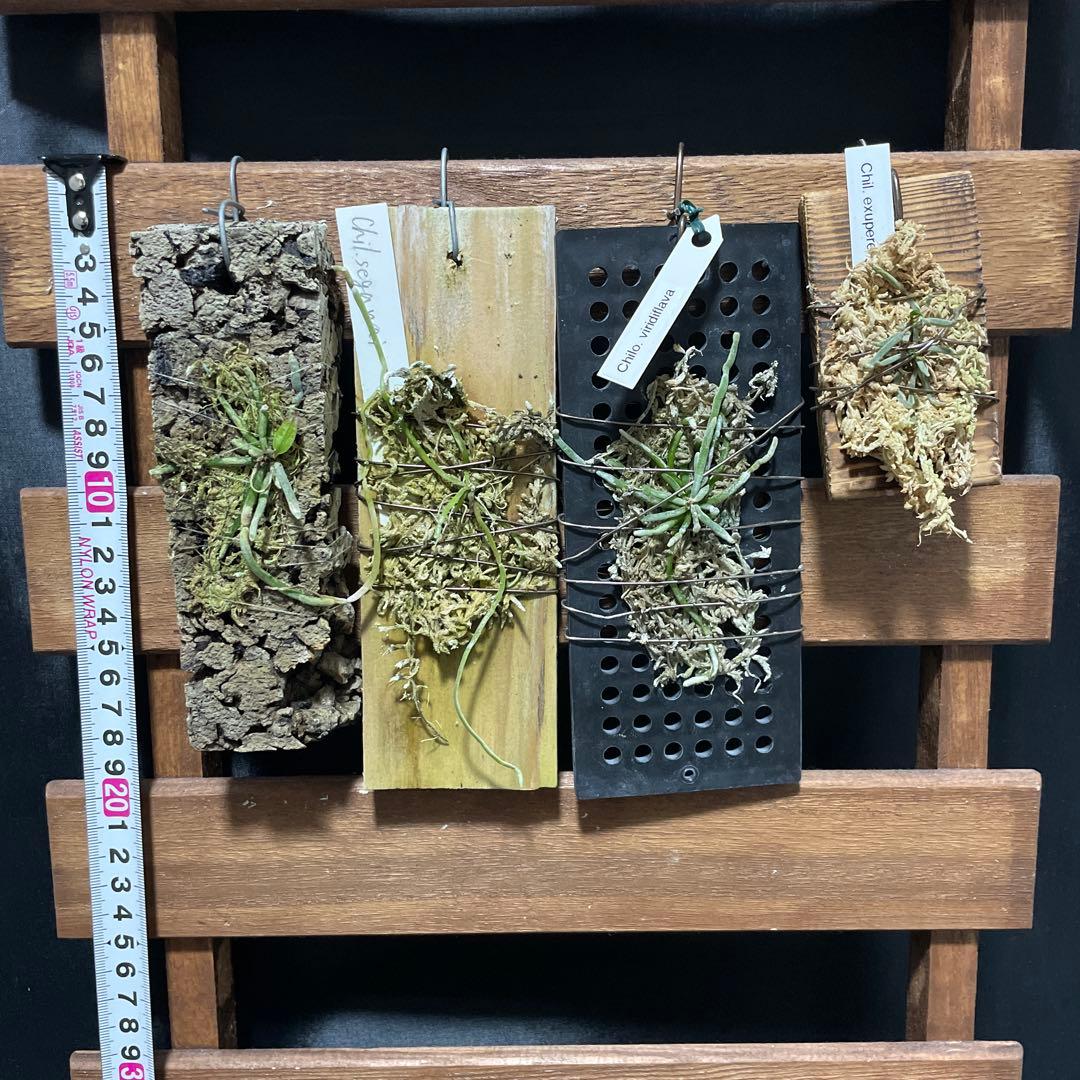 キロスキスタ　原種　４株セット　年末の株整理出品　chilo 洋蘭