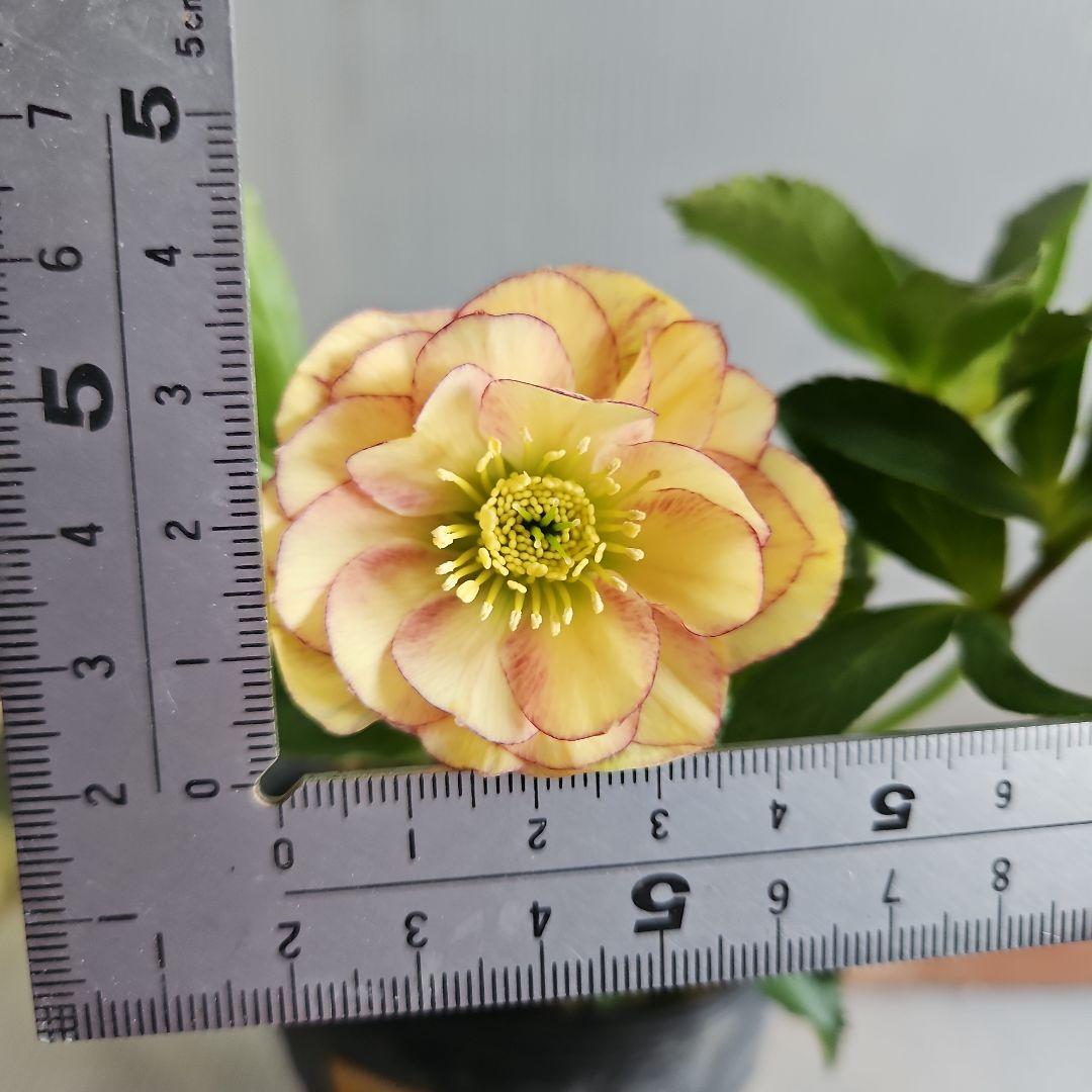 ㉖-762クリスマスローズ