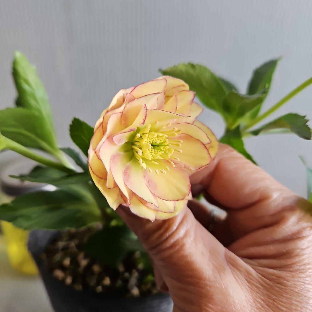 ㉖-762クリスマスローズ