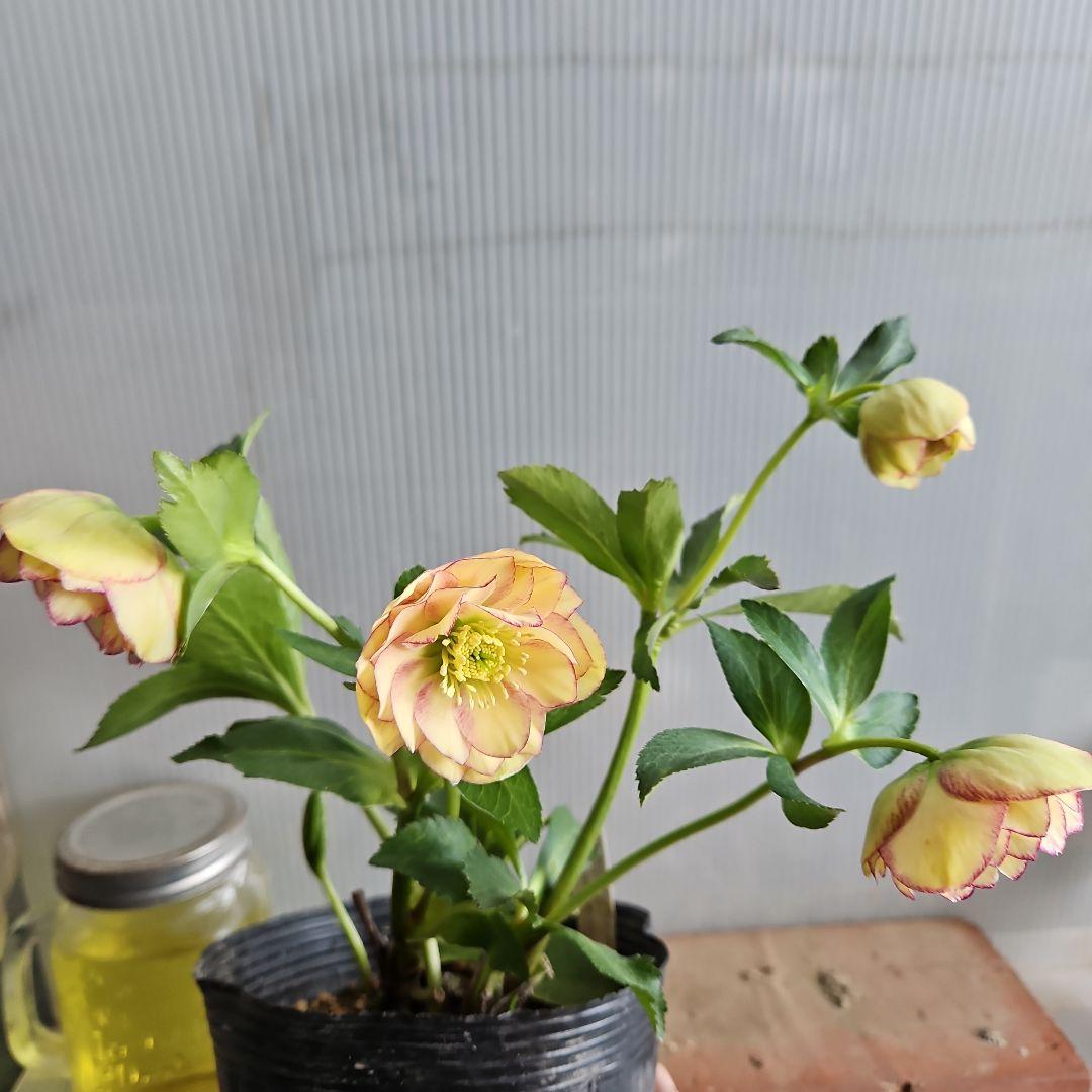 ㉖-762クリスマスローズ