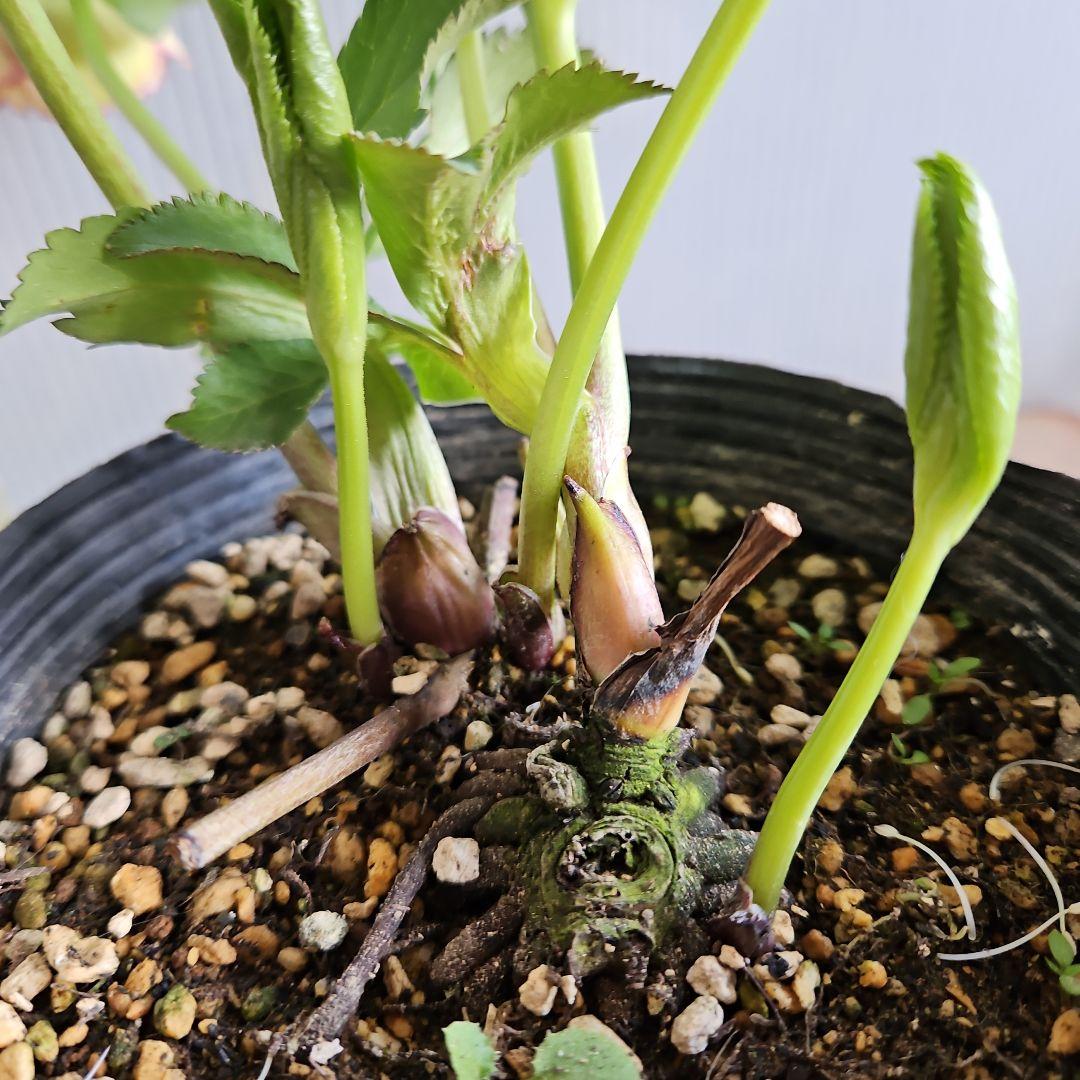 ㉖-762クリスマスローズ