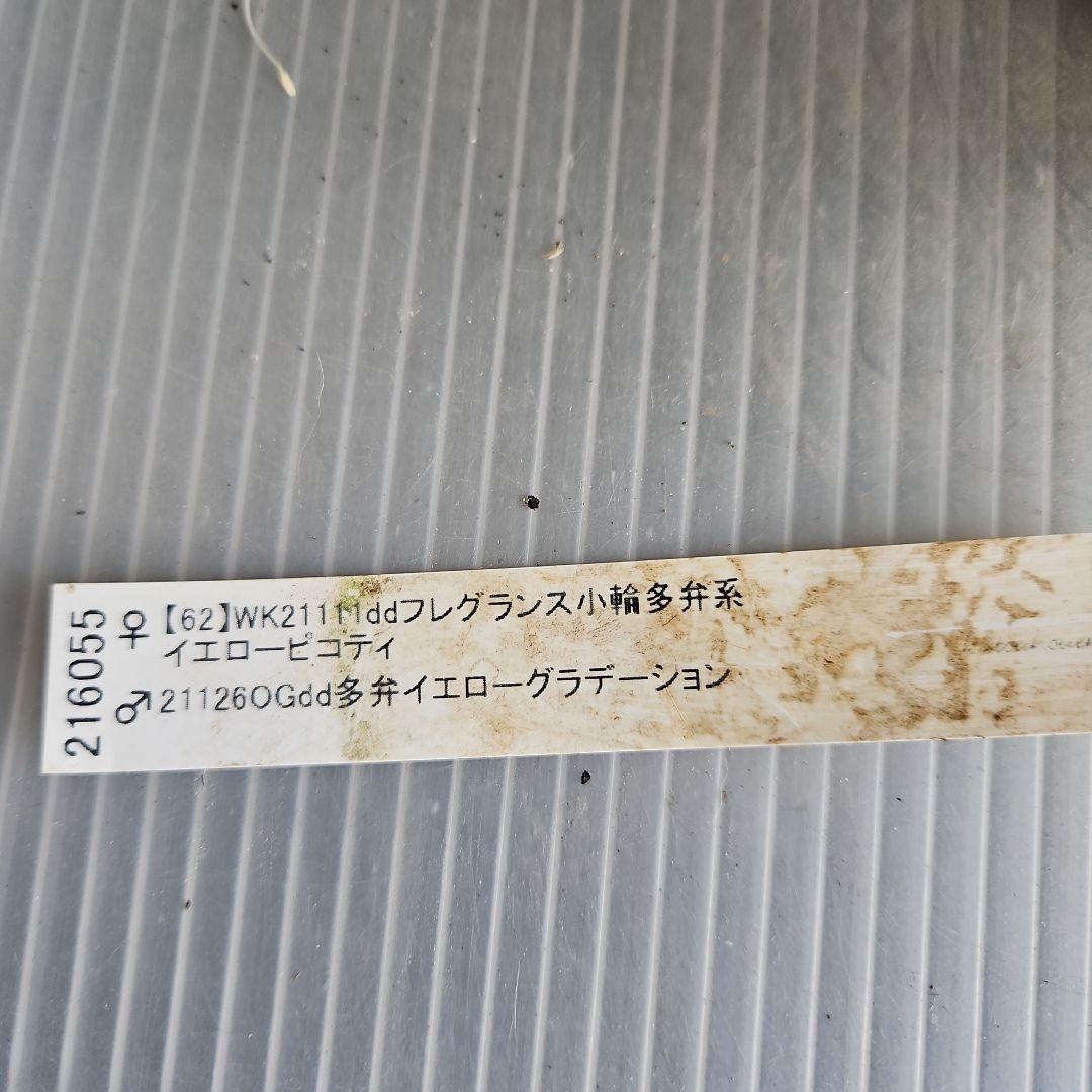 ㉖-762クリスマスローズ