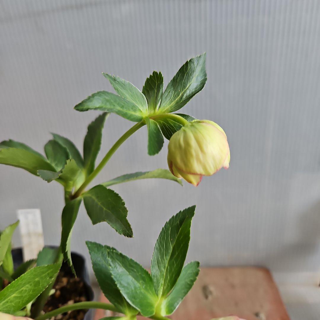 ㉖-762クリスマスローズ