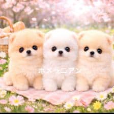 ピーチ様おまとめ13