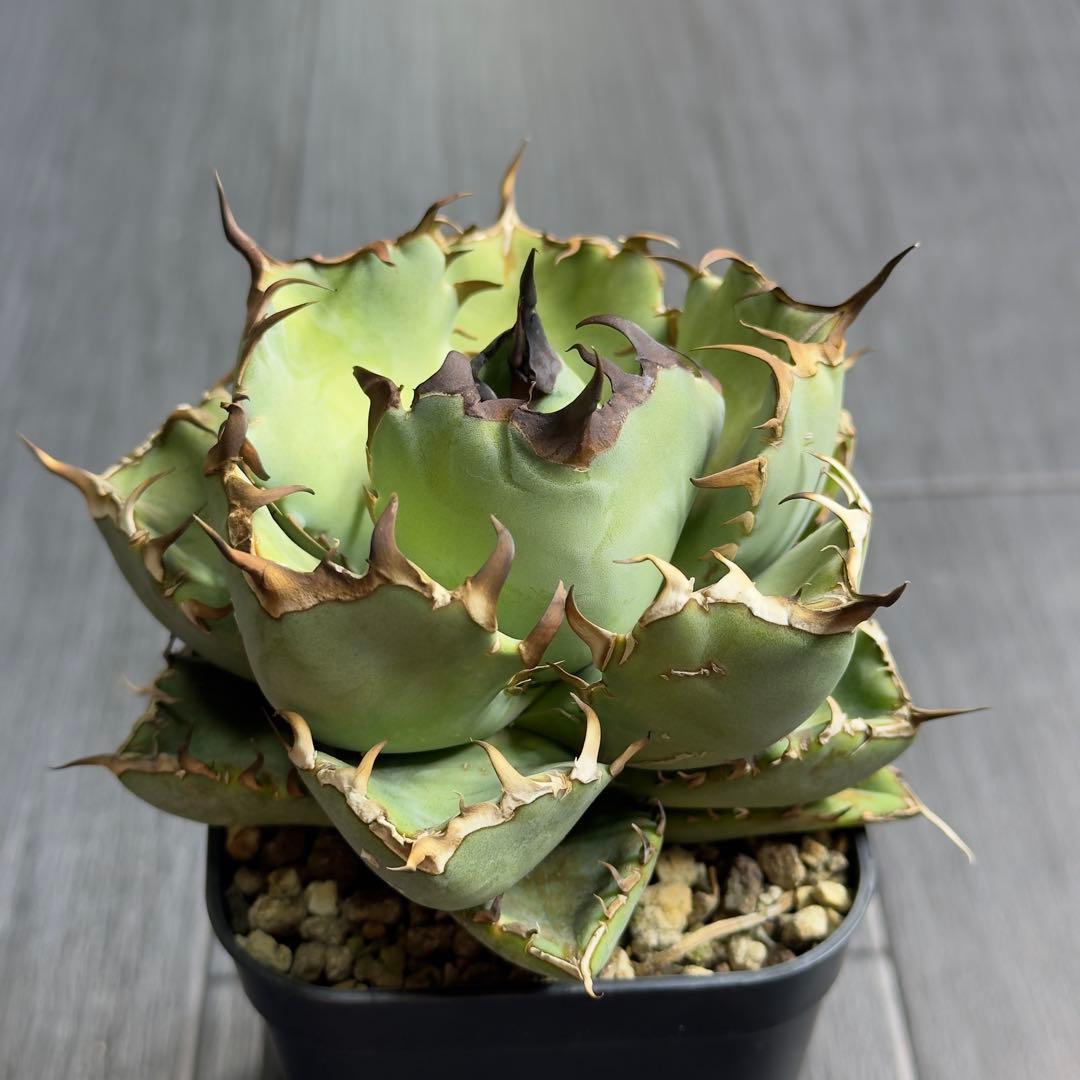 アガベ　チタノタ　黒鯨　白鯨中株セット