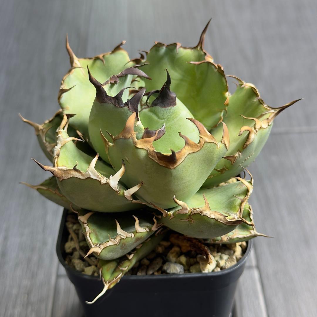 アガベ　チタノタ　黒鯨　白鯨中株セット