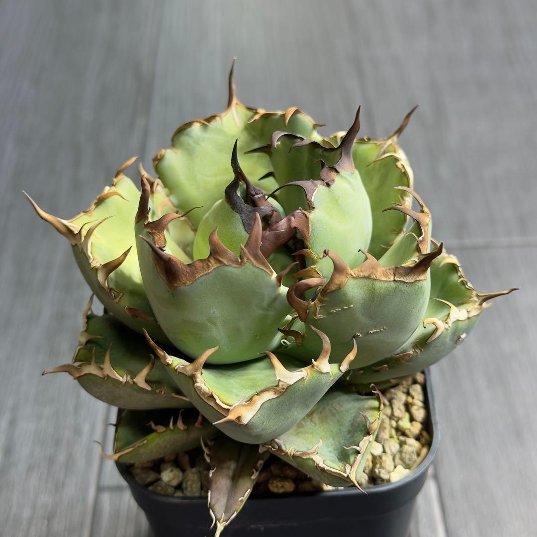 アガベ　チタノタ　黒鯨　白鯨中株セット