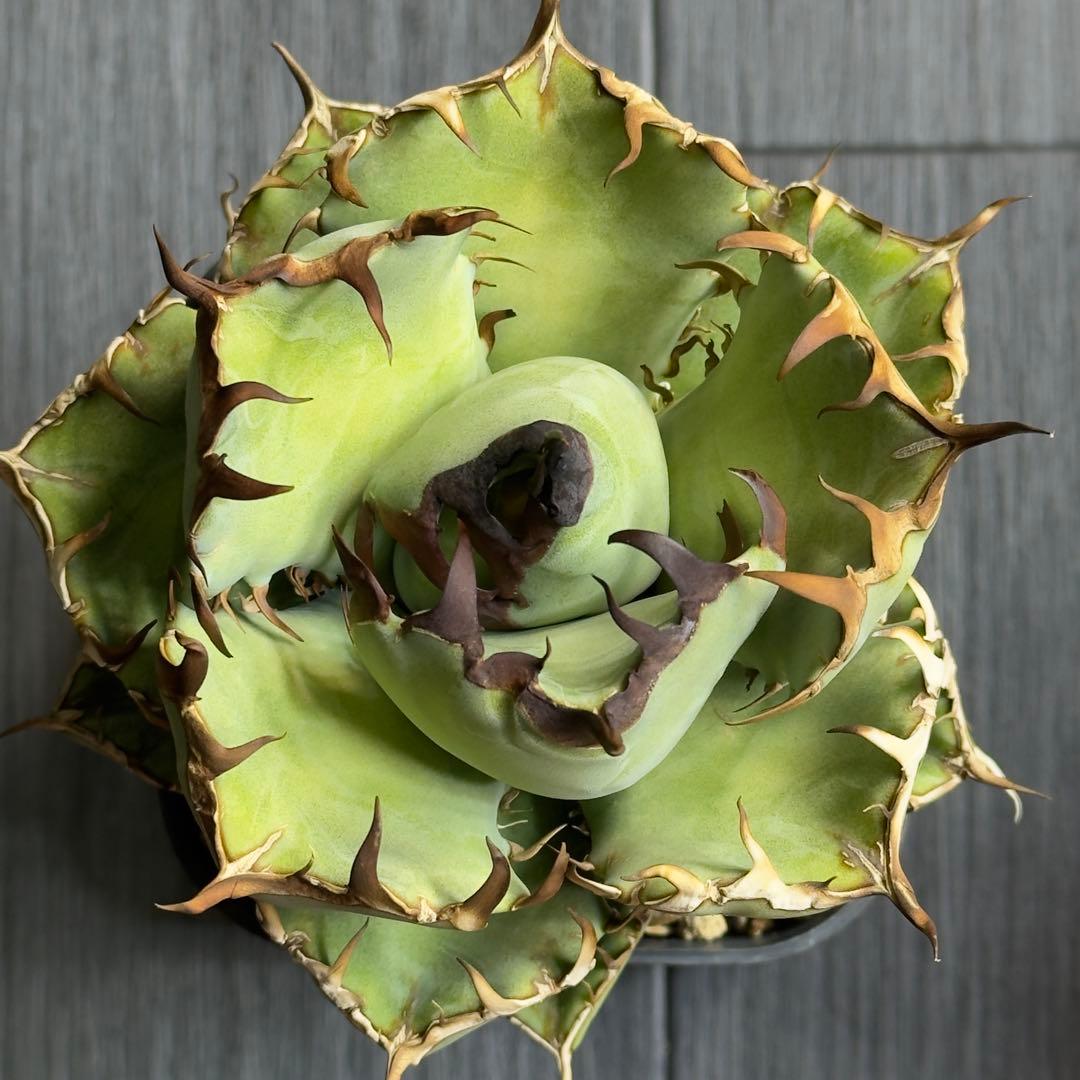 アガベ　チタノタ　黒鯨　白鯨中株セット