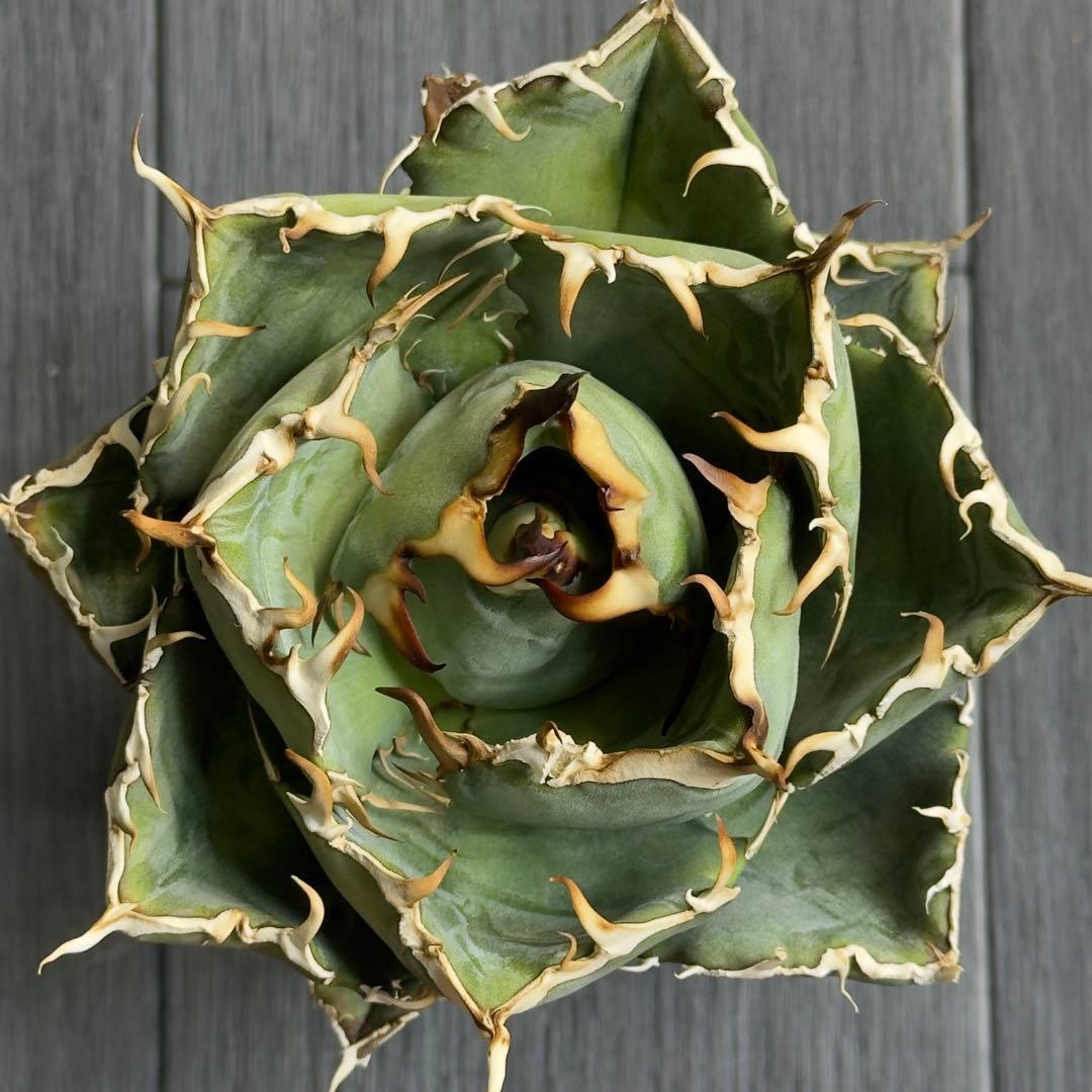 アガベ　チタノタ　黒鯨　白鯨中株セット