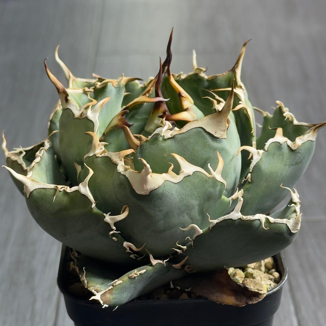 アガベ　チタノタ　黒鯨　白鯨中株セット